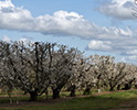 Orchard Blossom 114